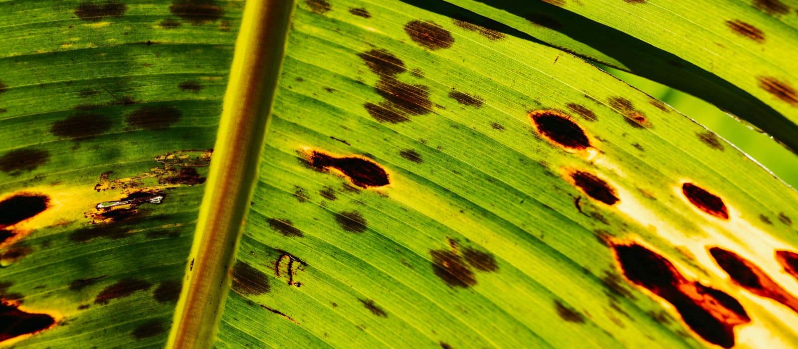 Iron chlorosis treatment Front Range CO yellow leaves June 2026