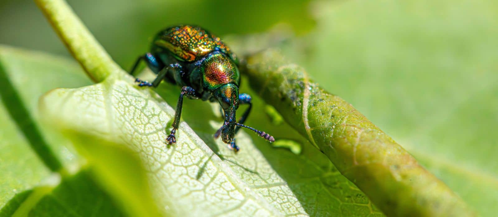 Integrated pest management Front Range CO tree pest control June 2026