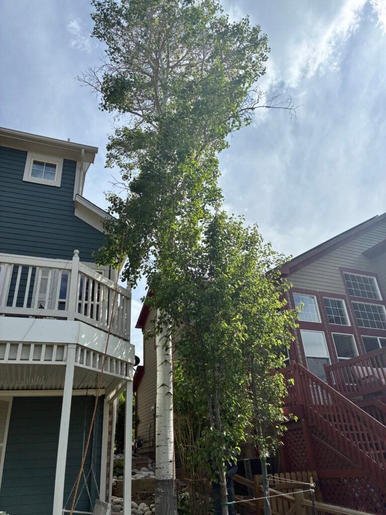 Tall aspen tree removal between Colorado homes