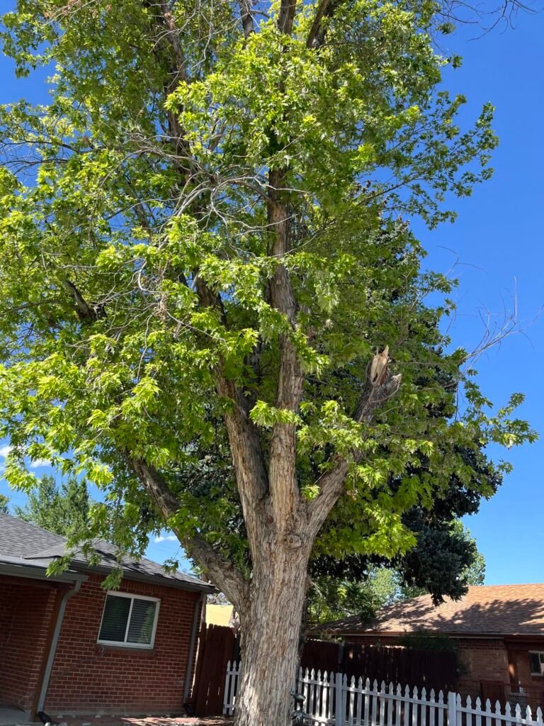 Maple tree with storm-broken limb near a house