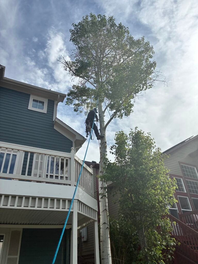 Arborist ascending a tree with ropes and harness