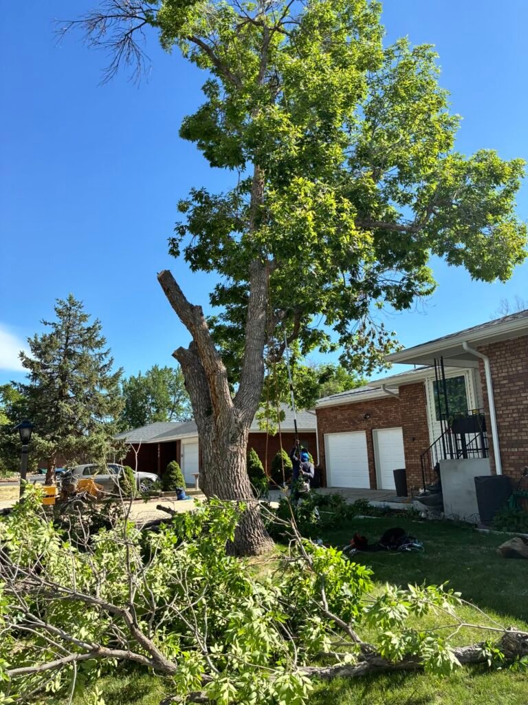 Arborist pruning a tree canopy in Colorado