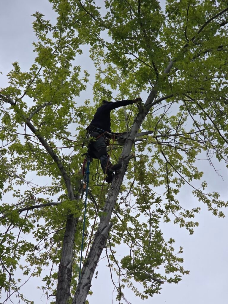 Arborist pruning a maple tree canopy in Colorado