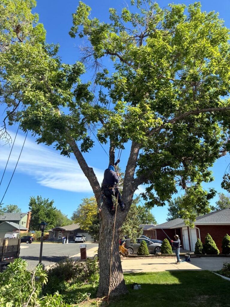 Arborist rigging limbs during a large elm tree removal