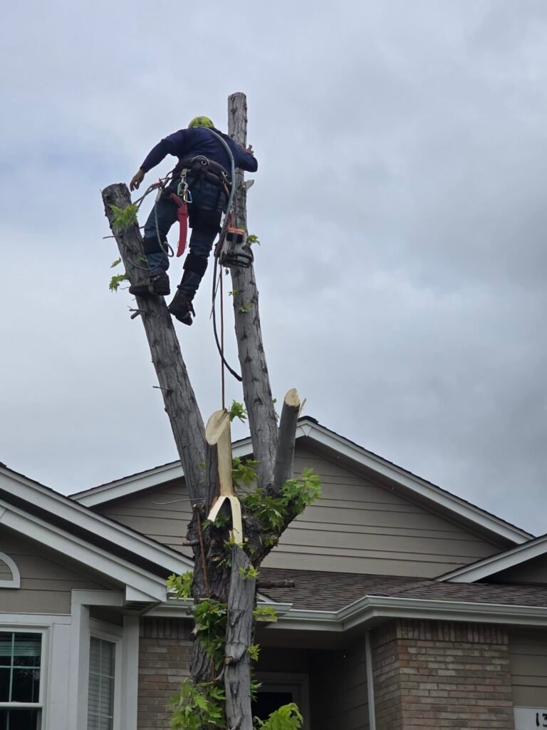 Arborist climbing and topping a tree during a removal in Brighton, Colorado