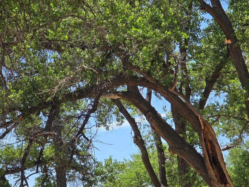 Mature cottonwood tree canopy in Colorado