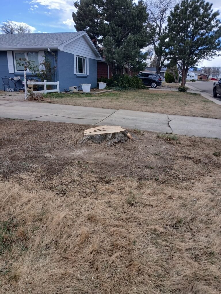 Dead tree removal using a boom lift