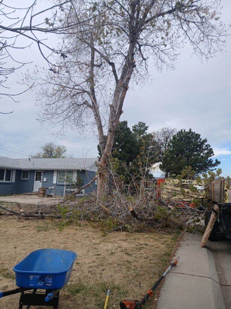Felled tree trunk sectioned with brush pile on a job site