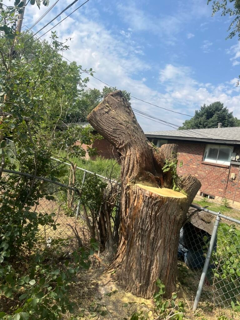 Sectional tree trunk removal next to a Brighton home