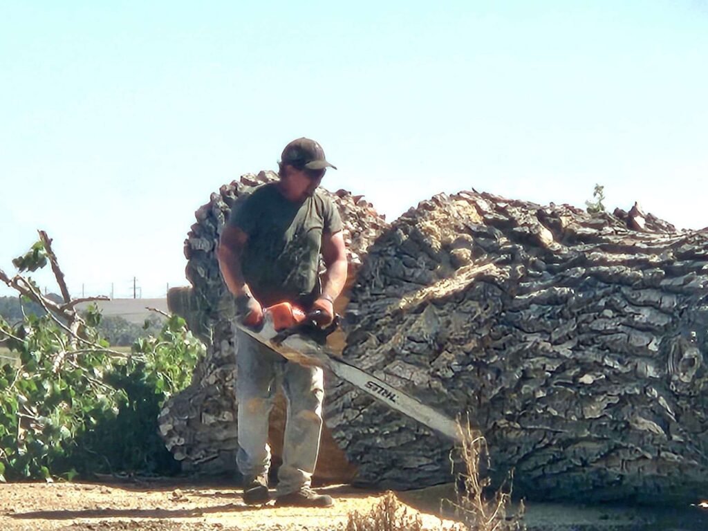 Shawn Brandau cutting a massive felled cottonwood trunk with a chainsaw in Colorado
