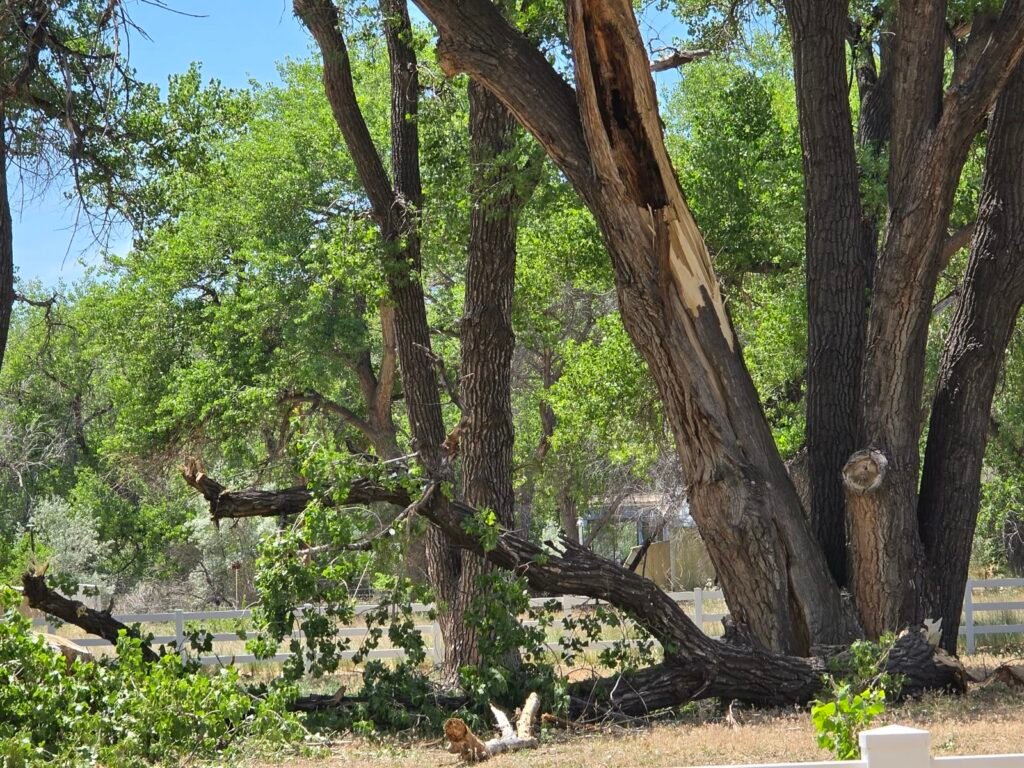 Storm-split cottonwood trunk needing emergency removal