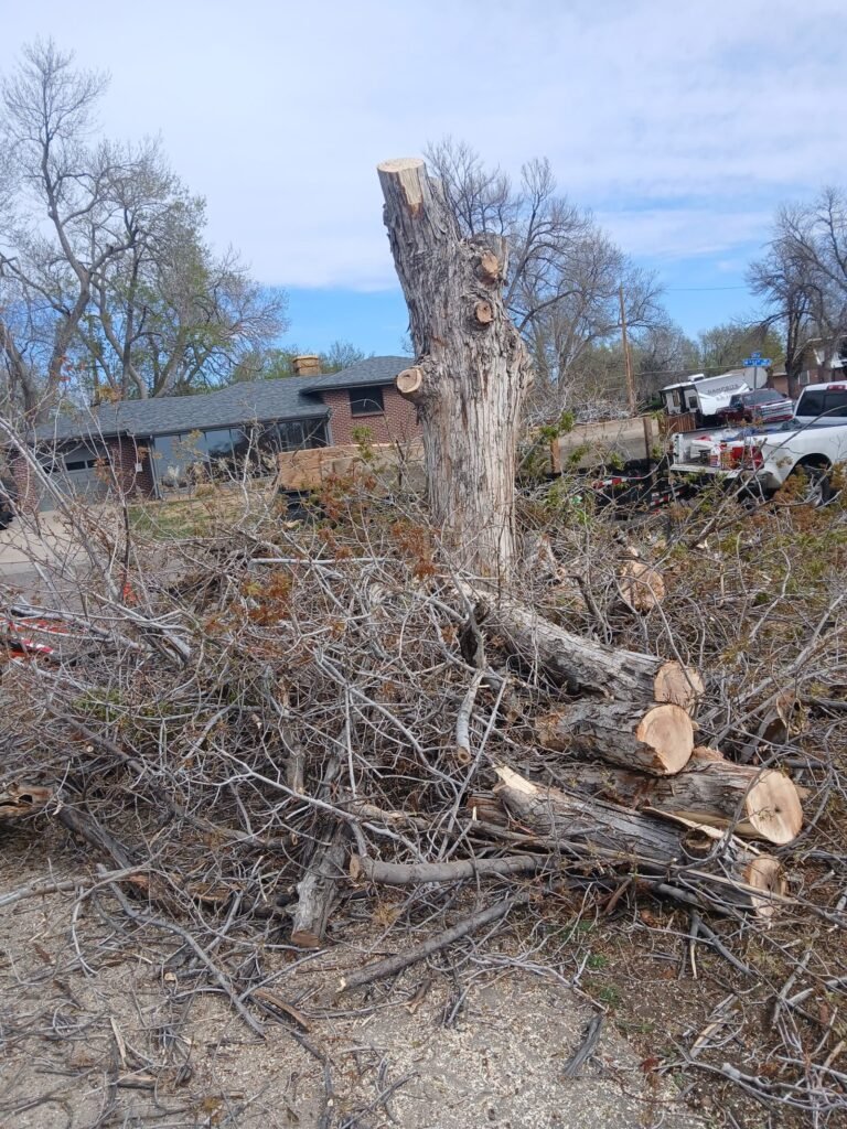 Tree stump remaining after a removal, ready for grinding
