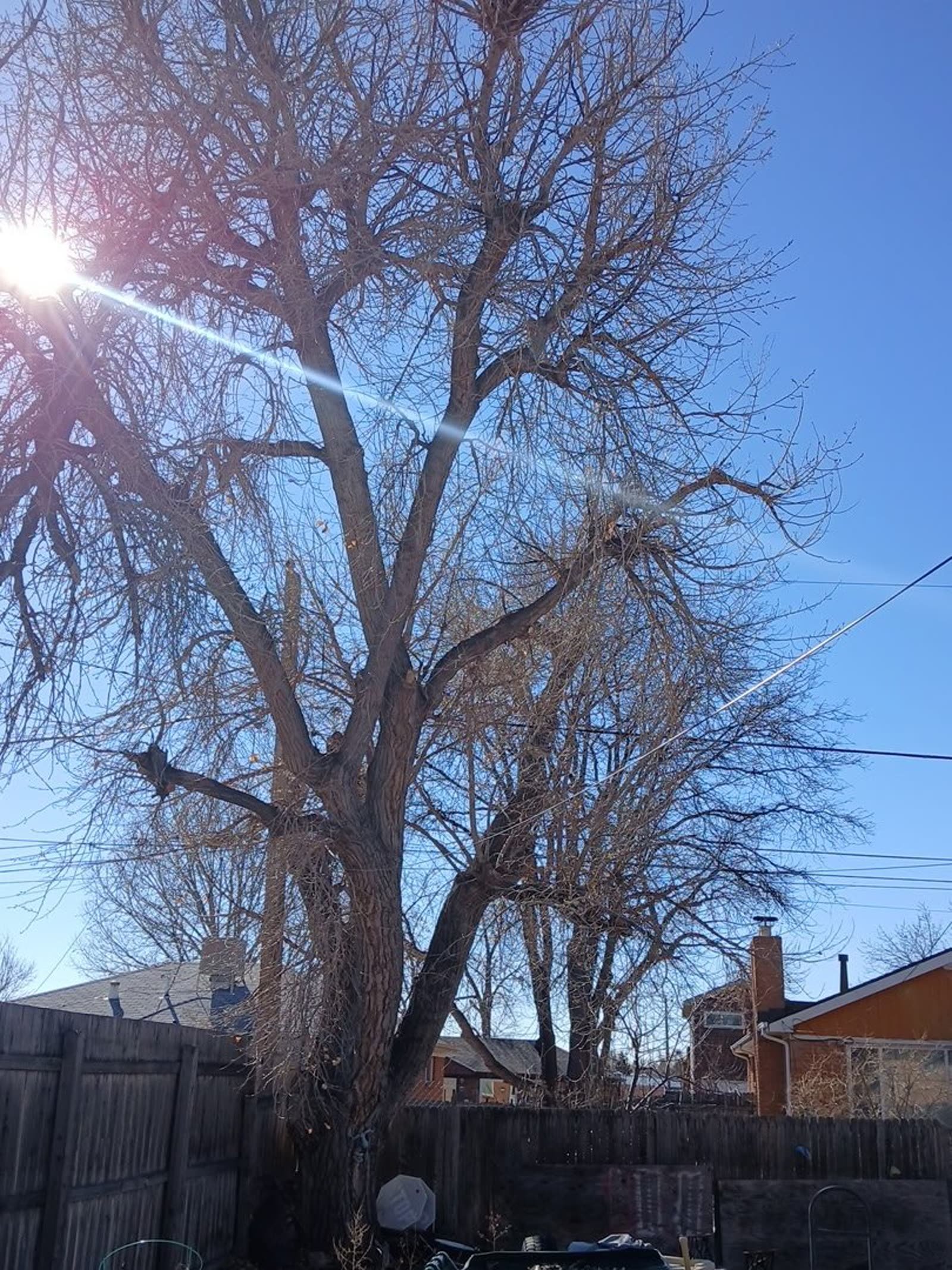 Large tree rigged with ropes for a controlled removal