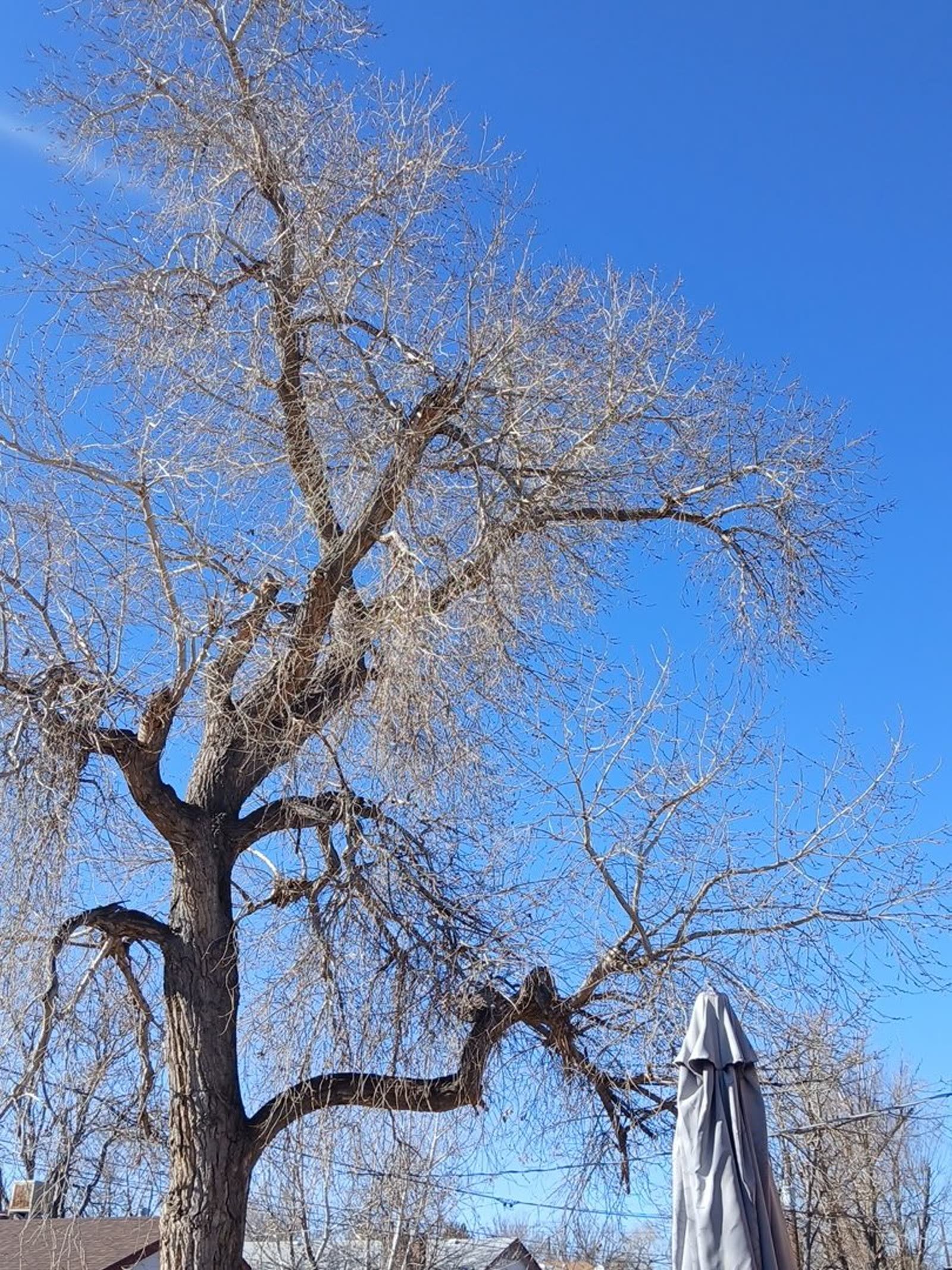 Dead tree assessed for removal in Colorado