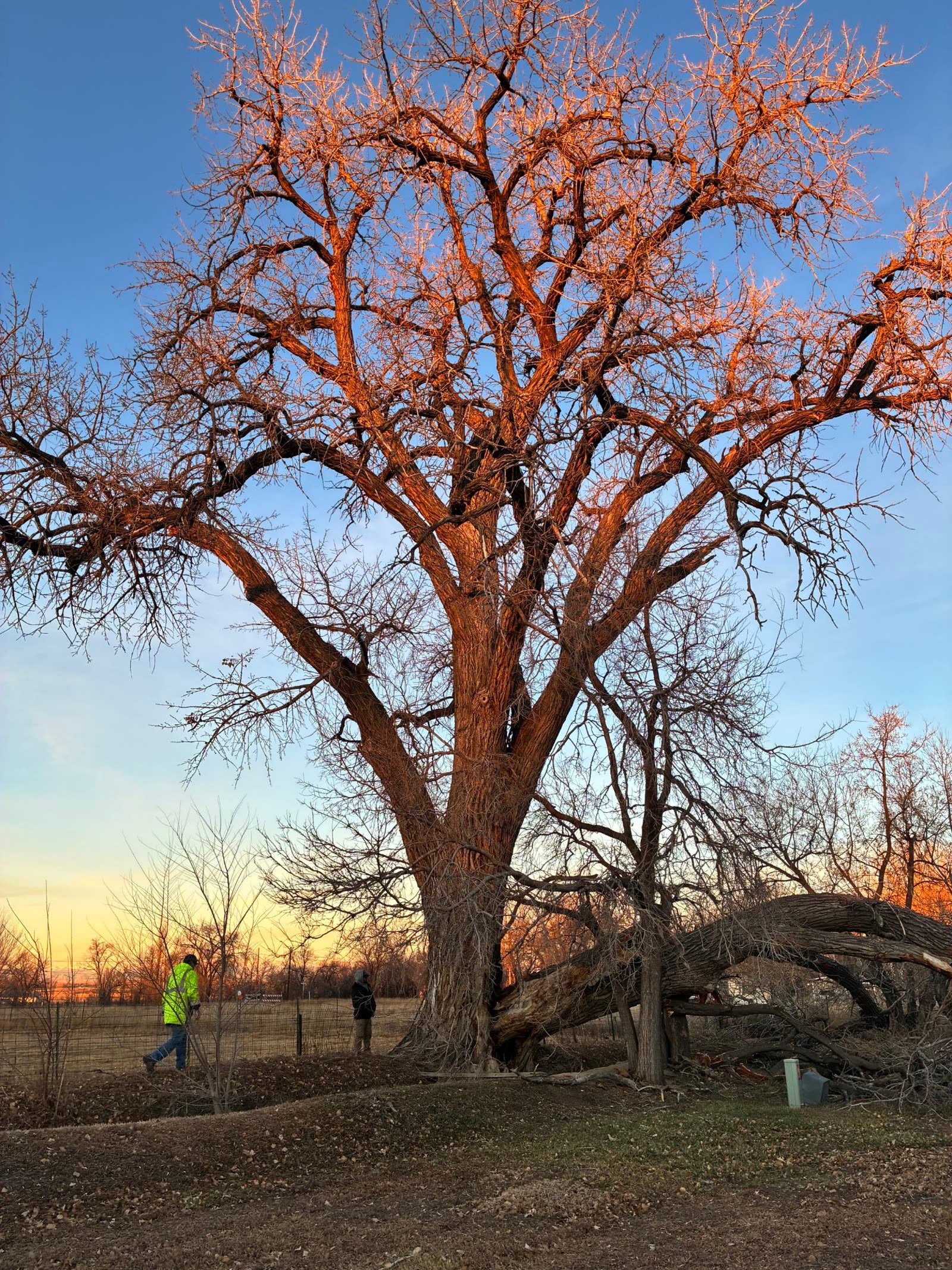 Fallen cottonwood trunk after storm damage