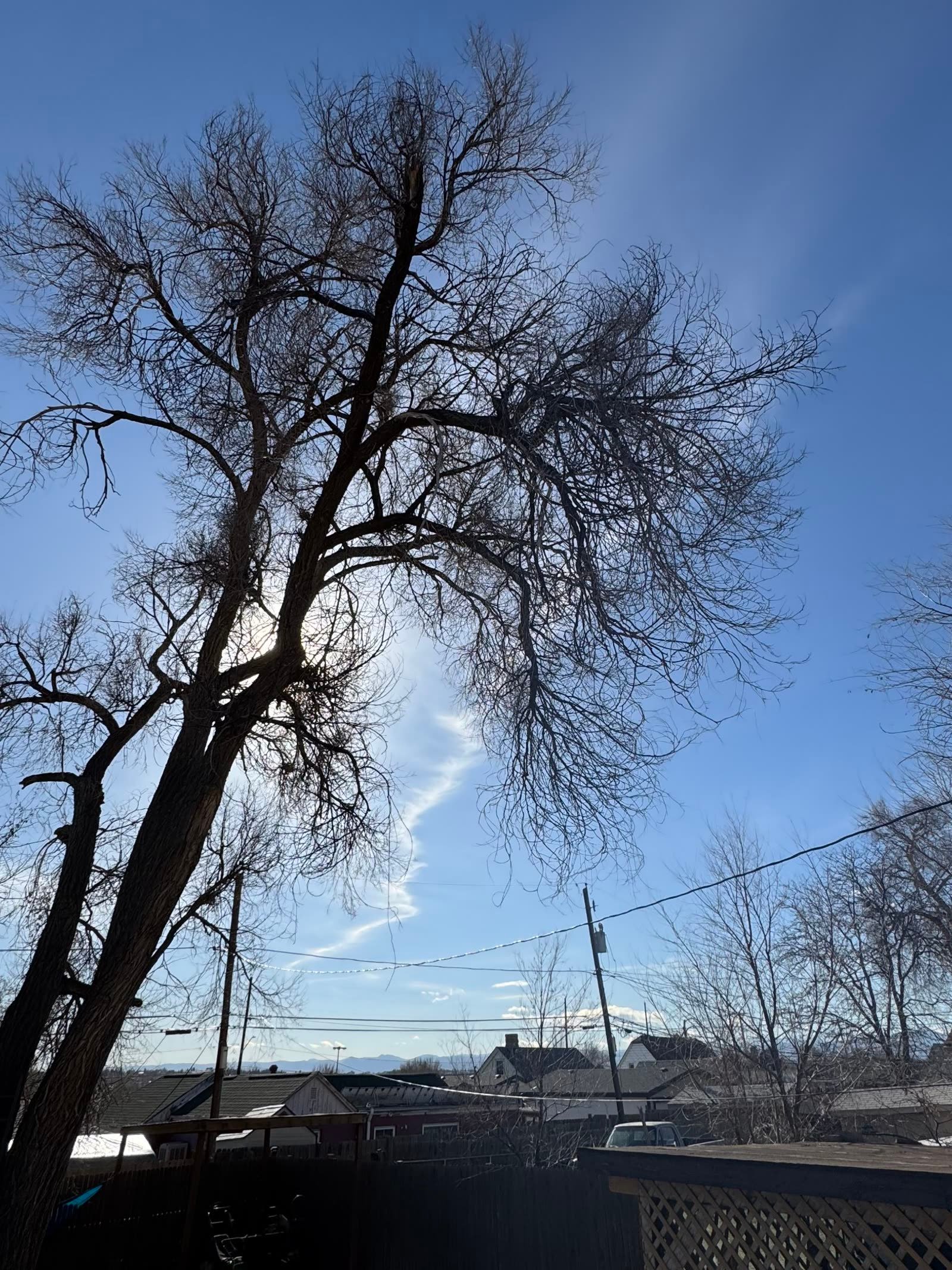 Large tree removal with rigging by Creative Tree & Stump