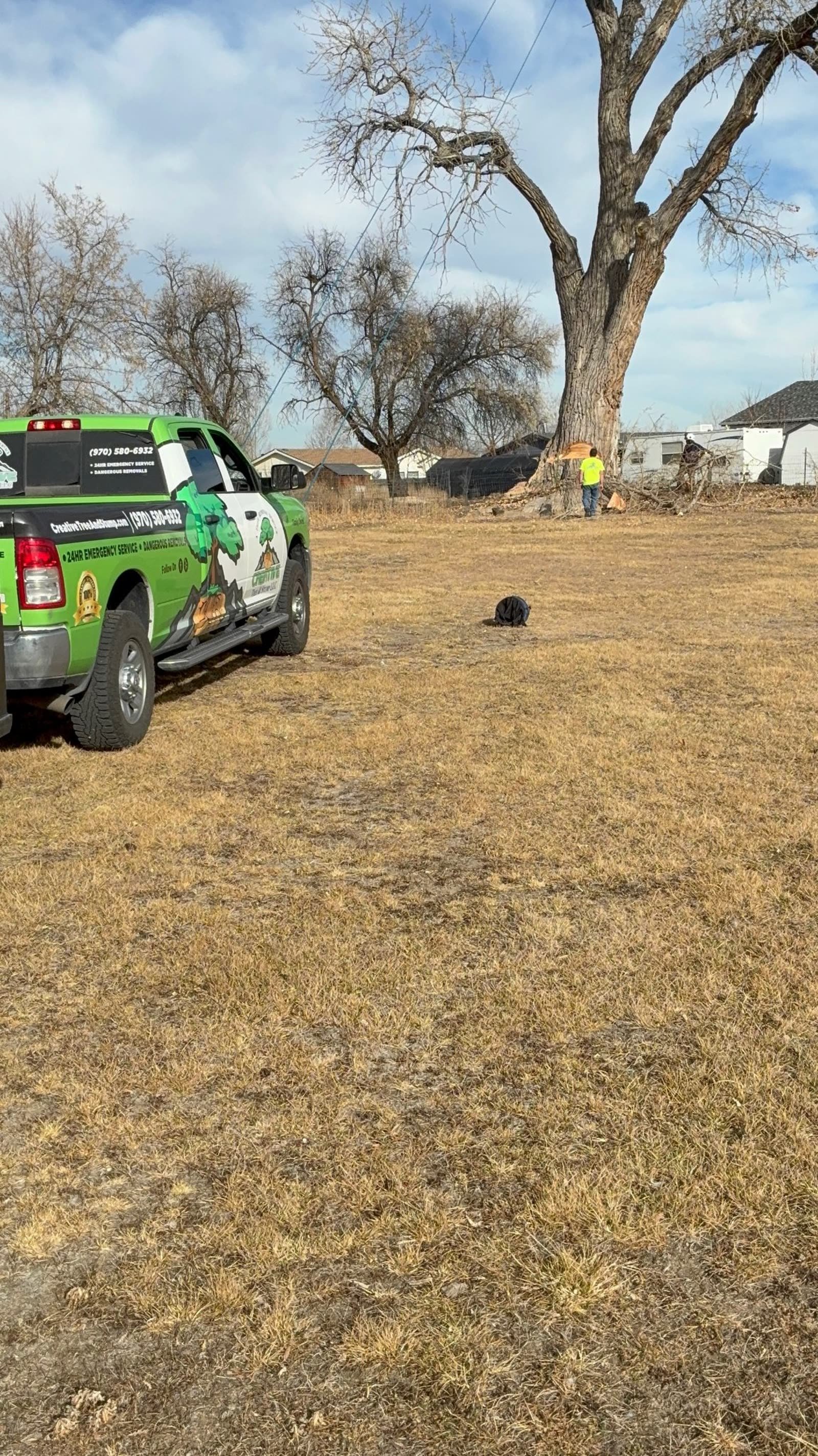 Arborist cutting a cottonwood from a lift bucket
