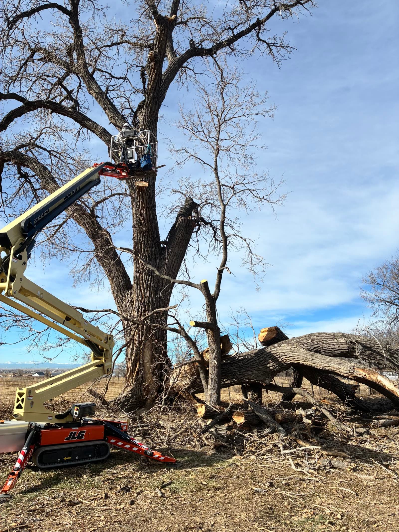 Crew removing a massive cottonwood in Colorado