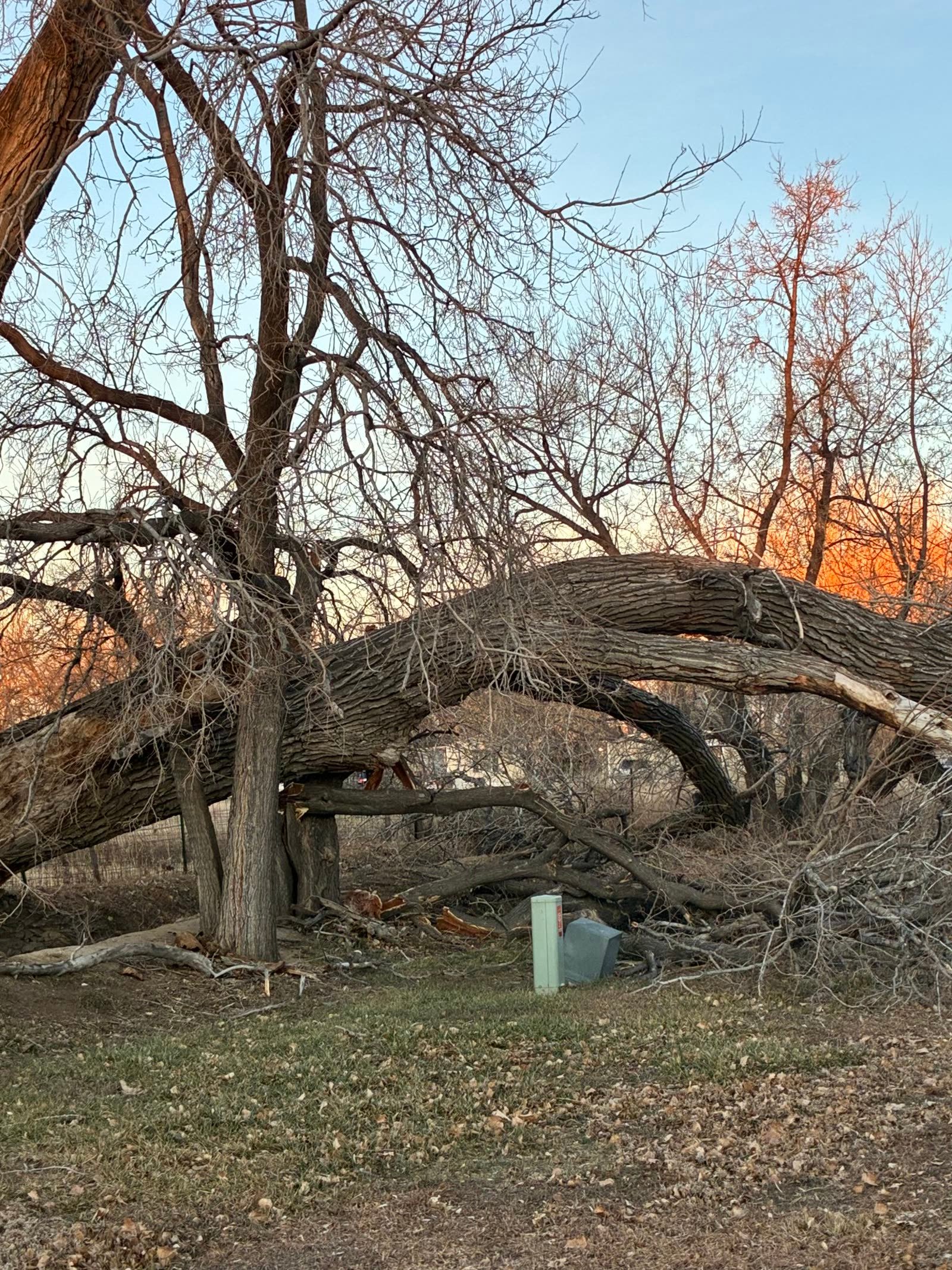 Dead tree removal with a spider lift
