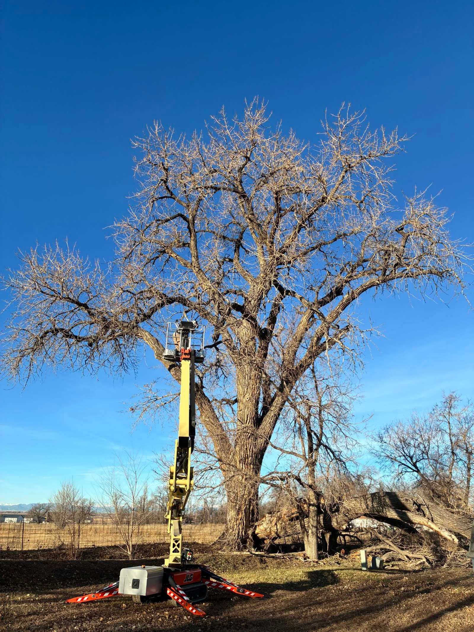 Storm-damaged tree before removal