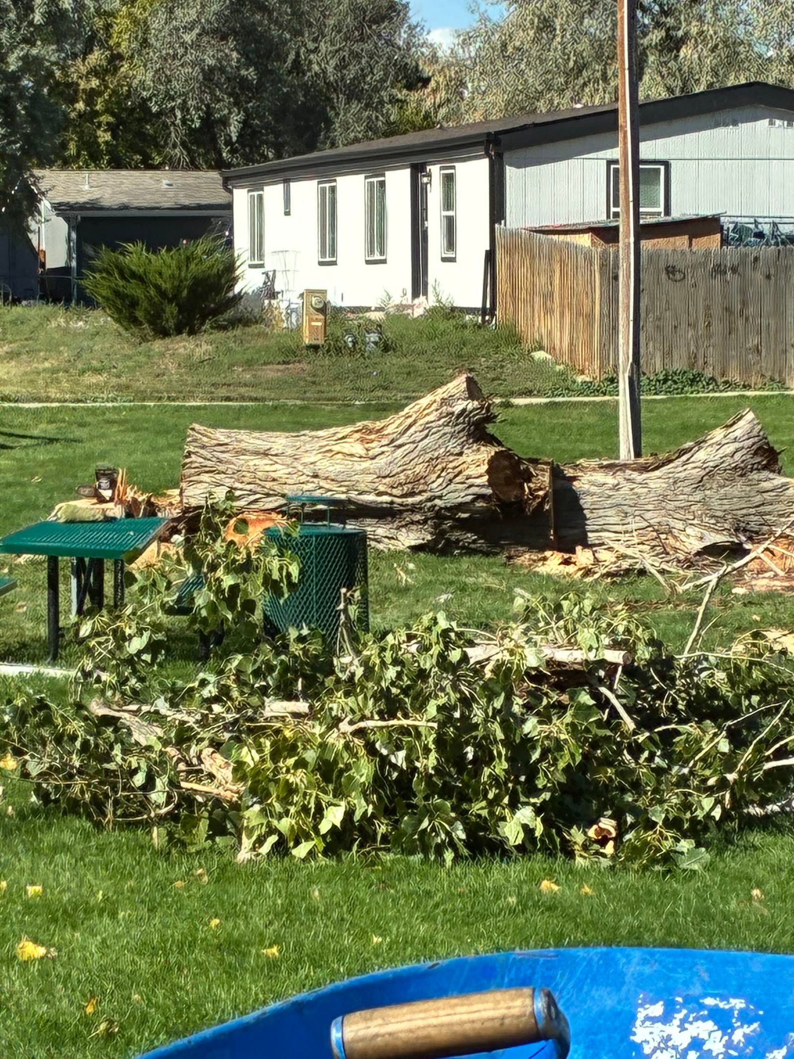 Felled tree trunk on the ground after removal