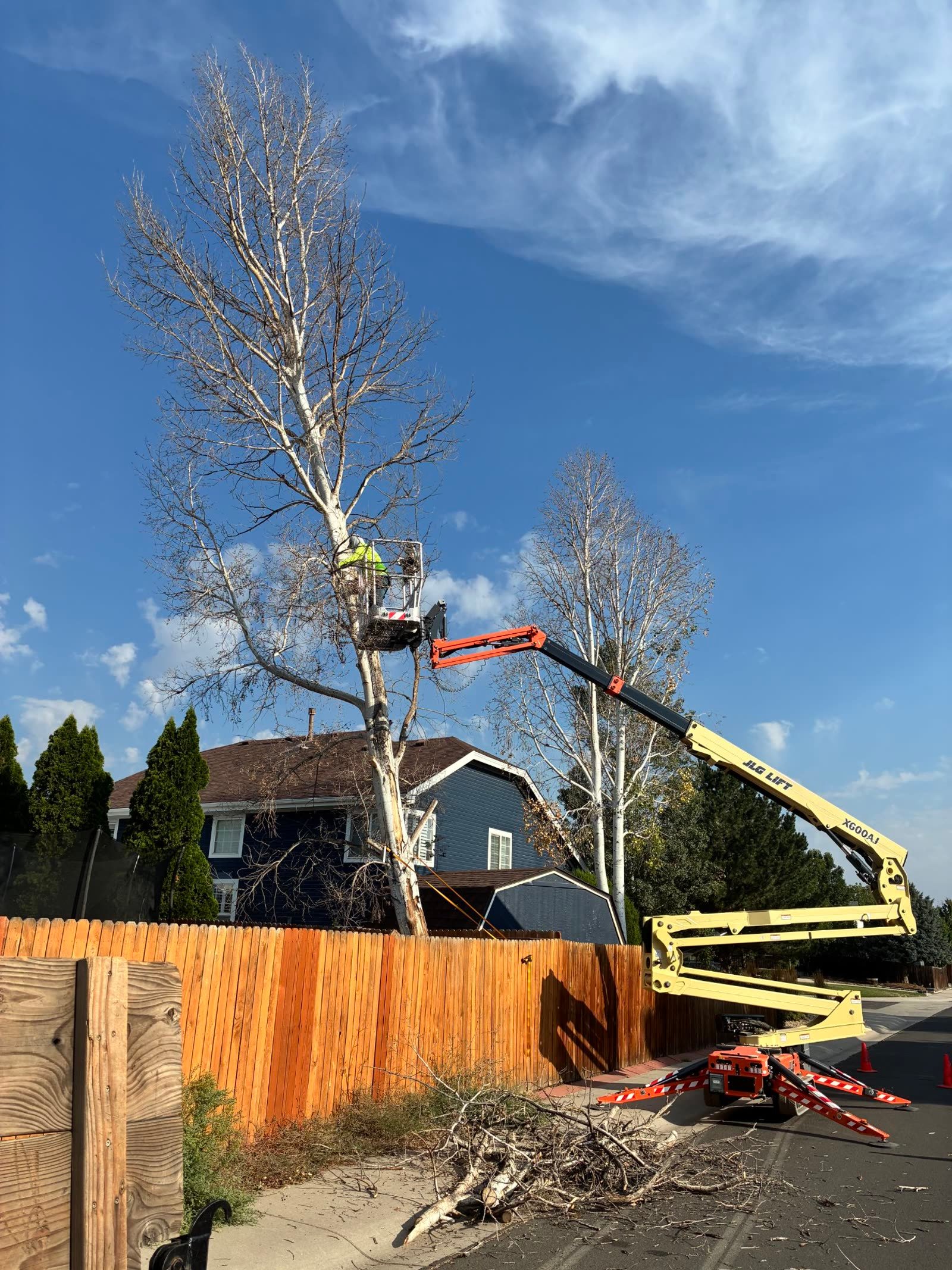 Arborist in a lift bucket working on a birch tree