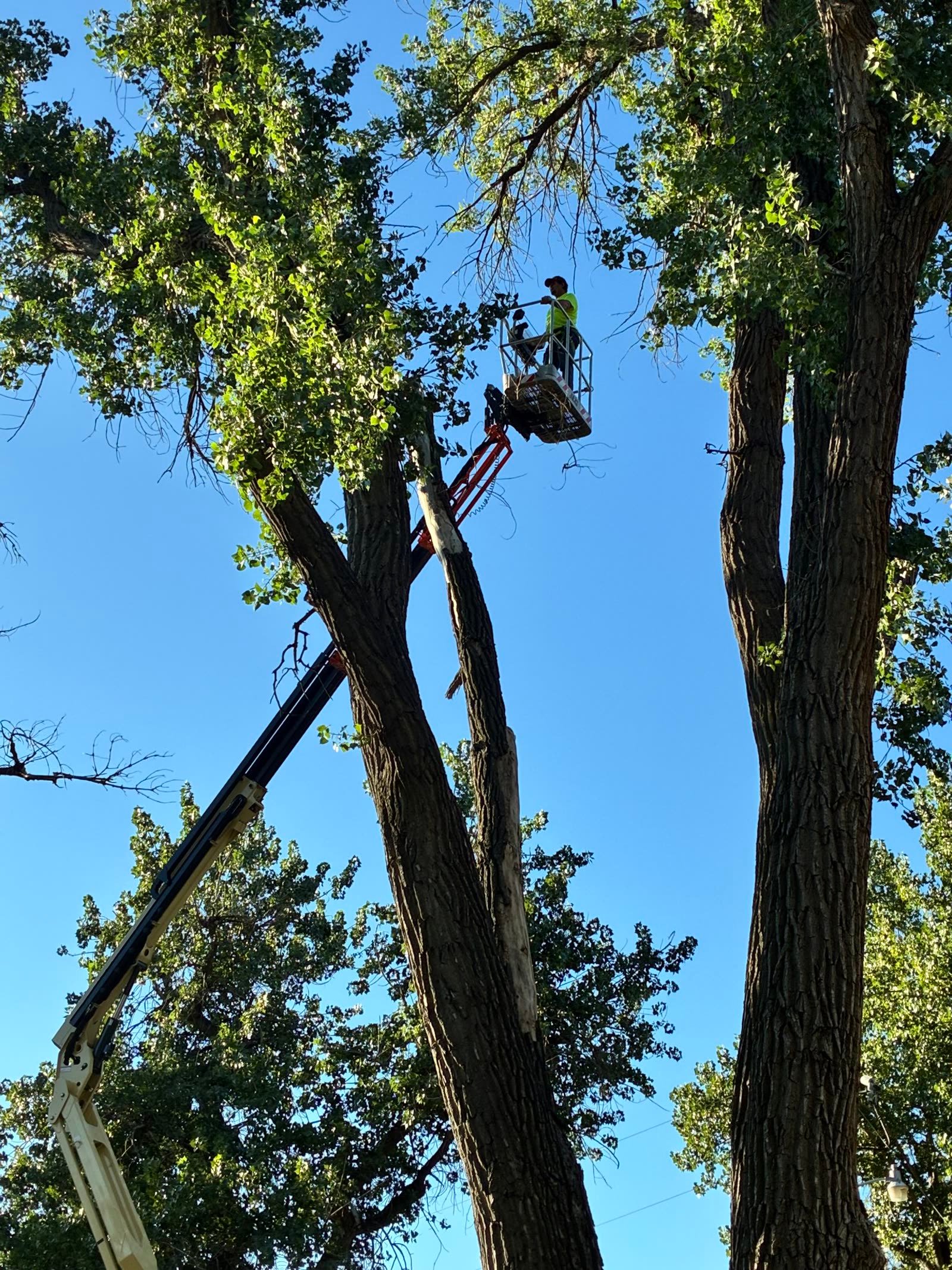Arborist in a lift bucket removing a cottonwood
