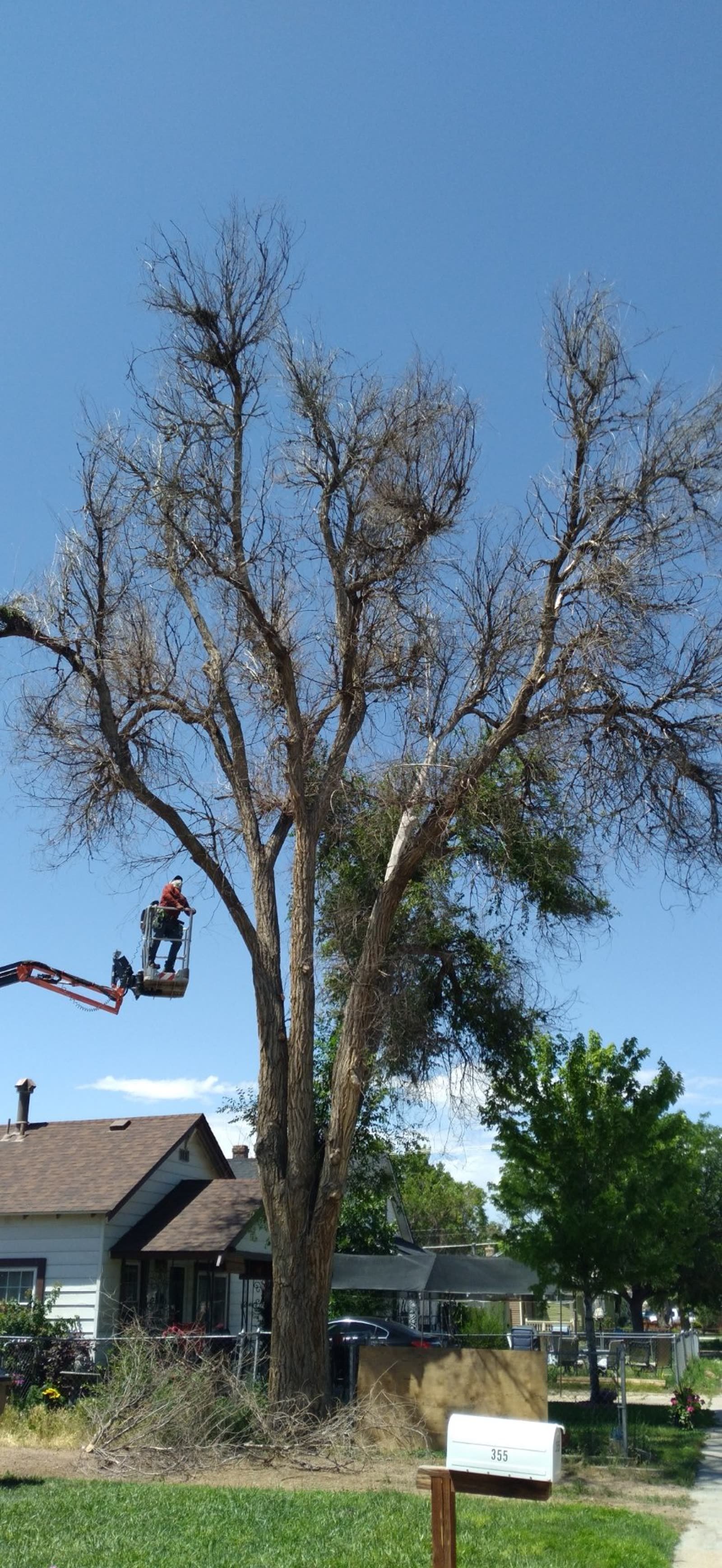 Tree removal by a house with a lift