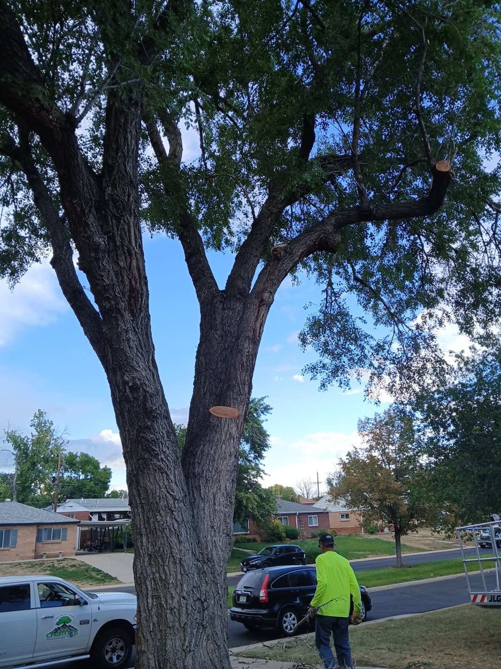 Freshly pruned tree with Creative Tree & Stump crew