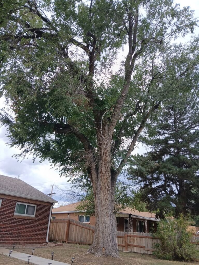 Large tree trimmed near a brick home