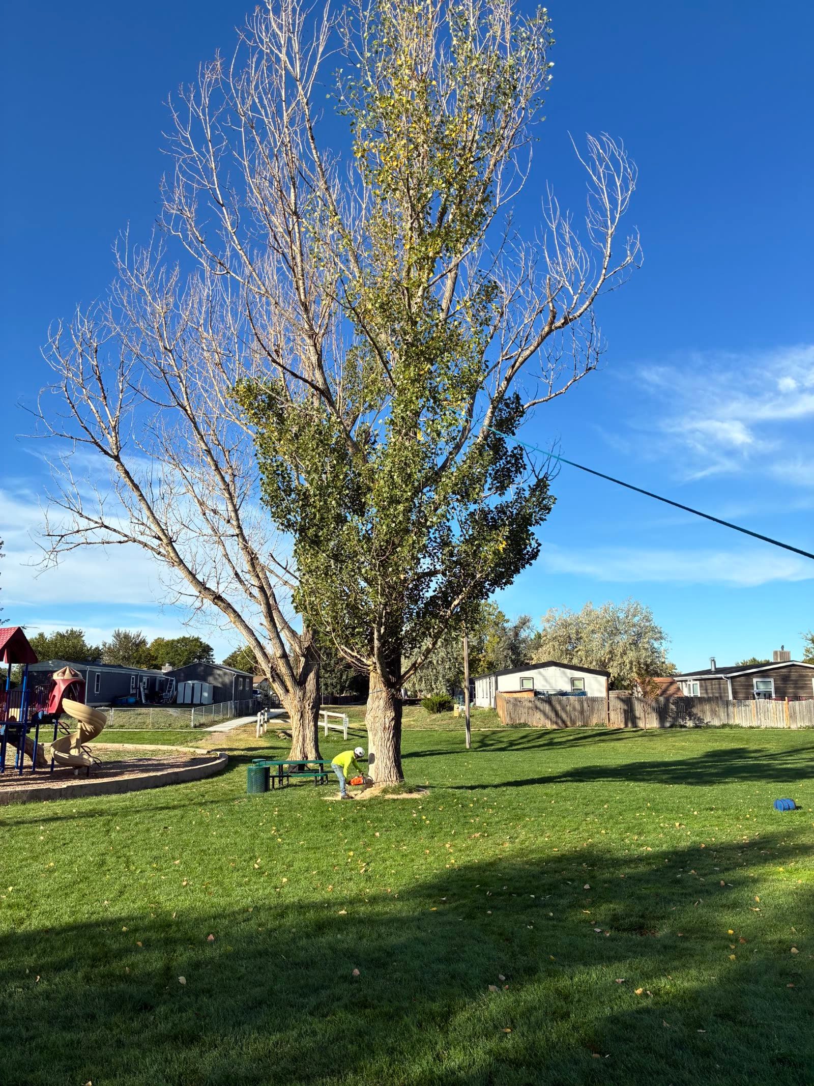 Worker felling a tree near a playground