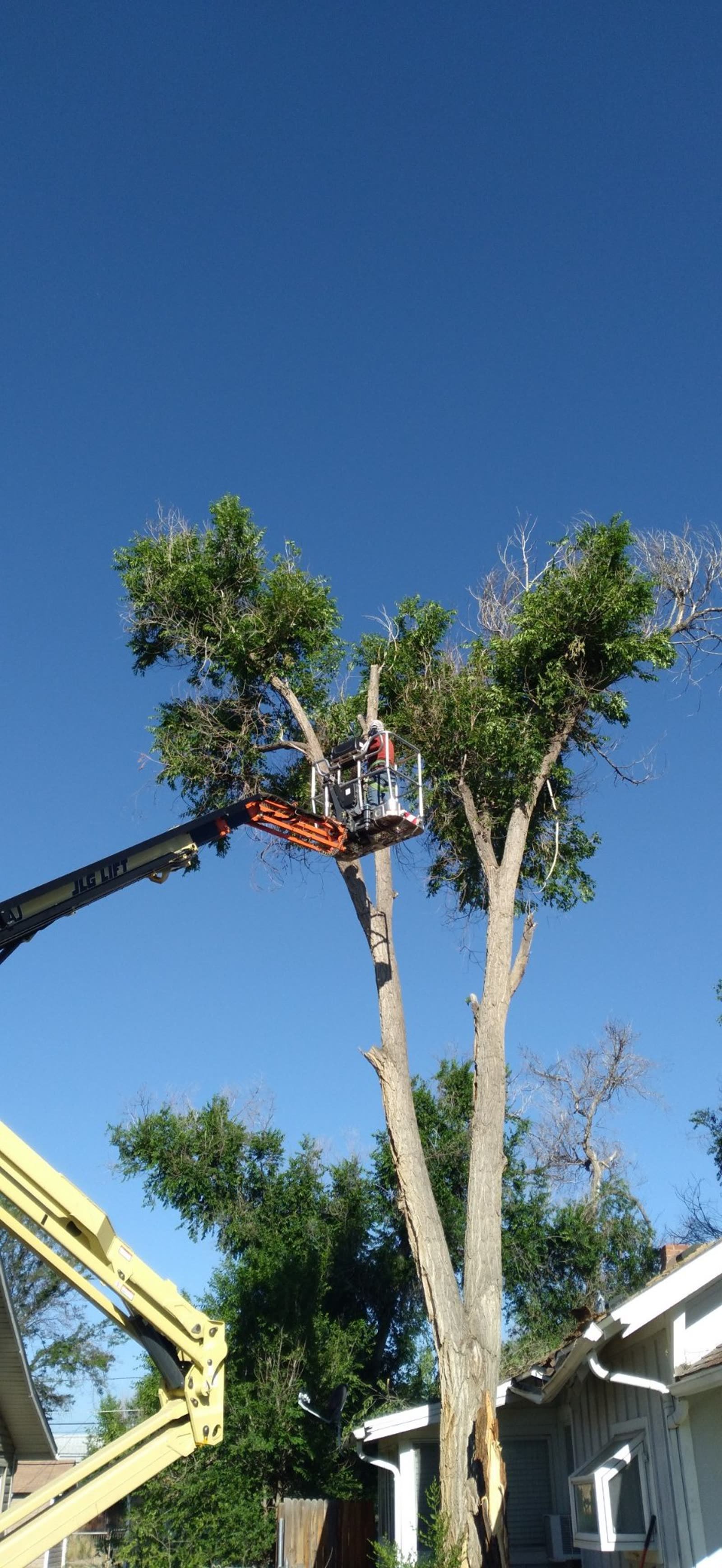 Arborist in a lift bucket trimming a tall tree