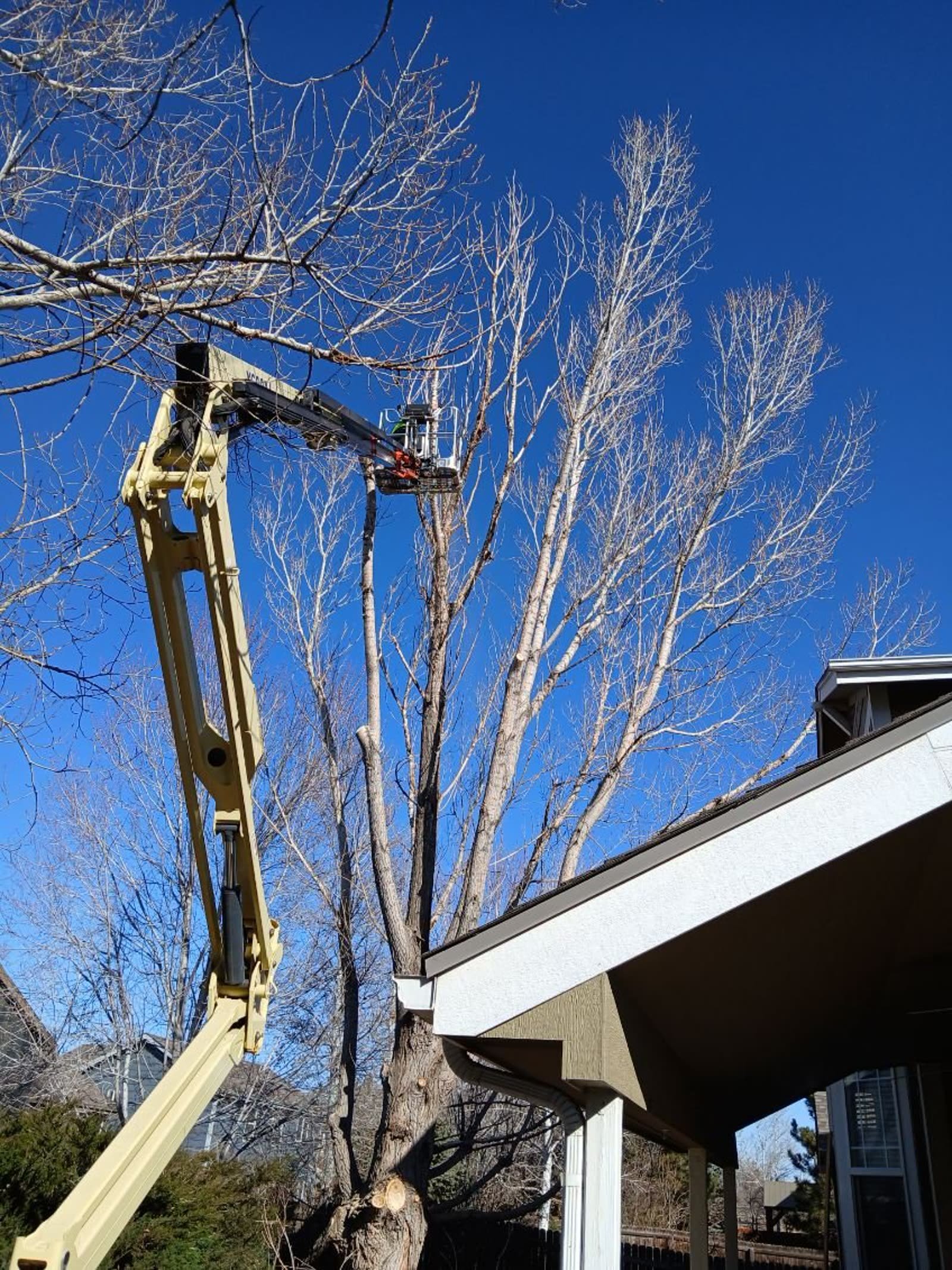Lift work on a tree overhanging a roof