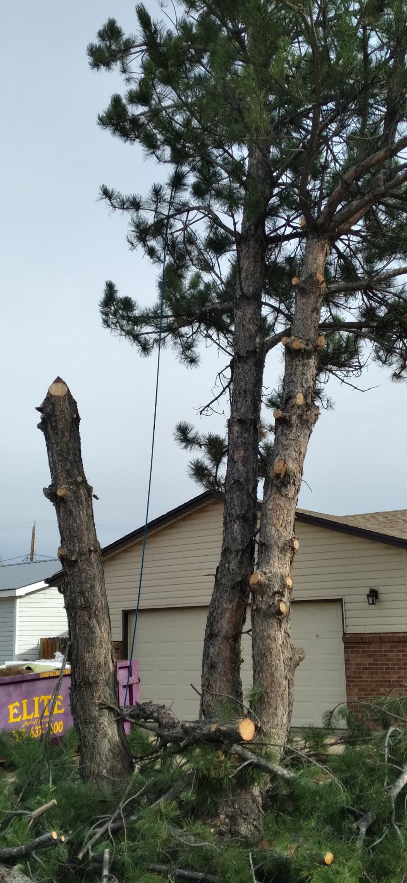 Pine tree removal with rigging lines