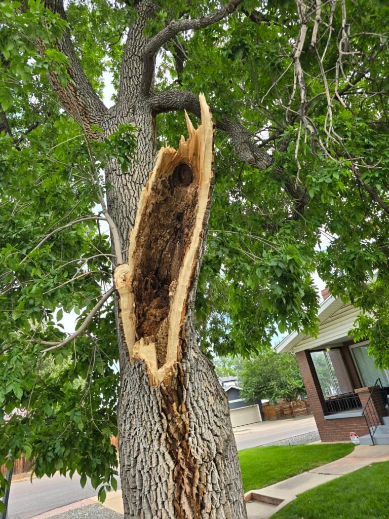 Hollow, rotten tree trunk — a hazard that needed removal