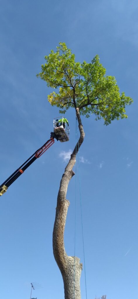 Topping a tall tree from a lift bucket