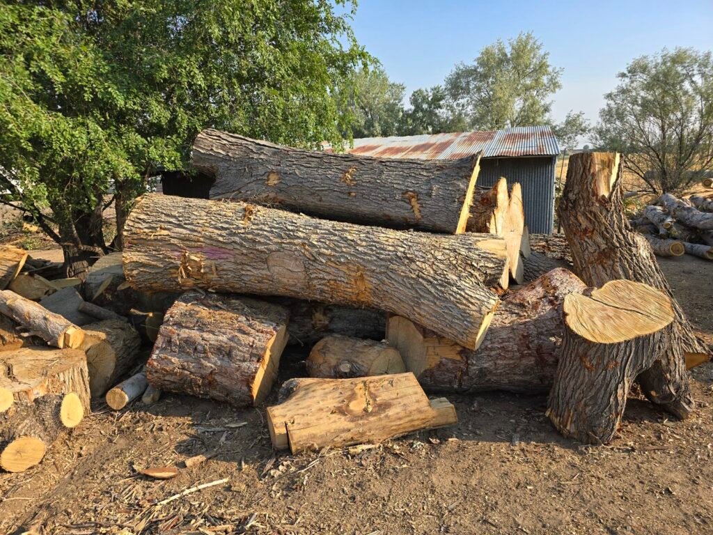 Stacked logs after a tree removal