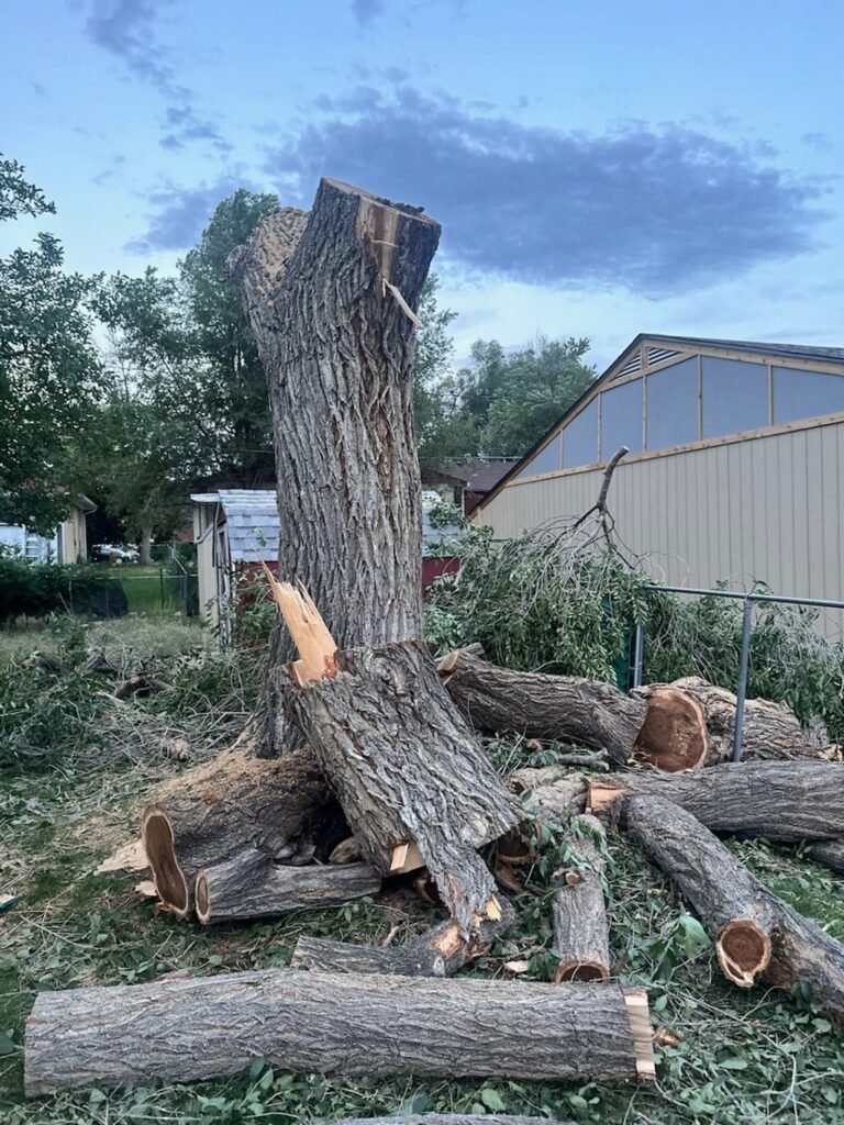 Fresh stump with cut logs and the work truck