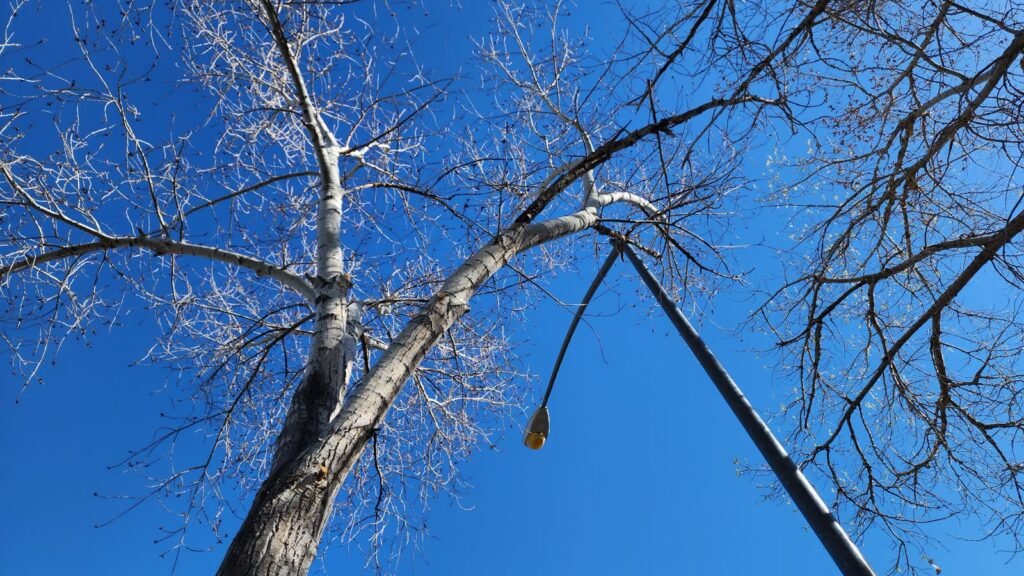 Bare tree canopy near a streetlight before trimming