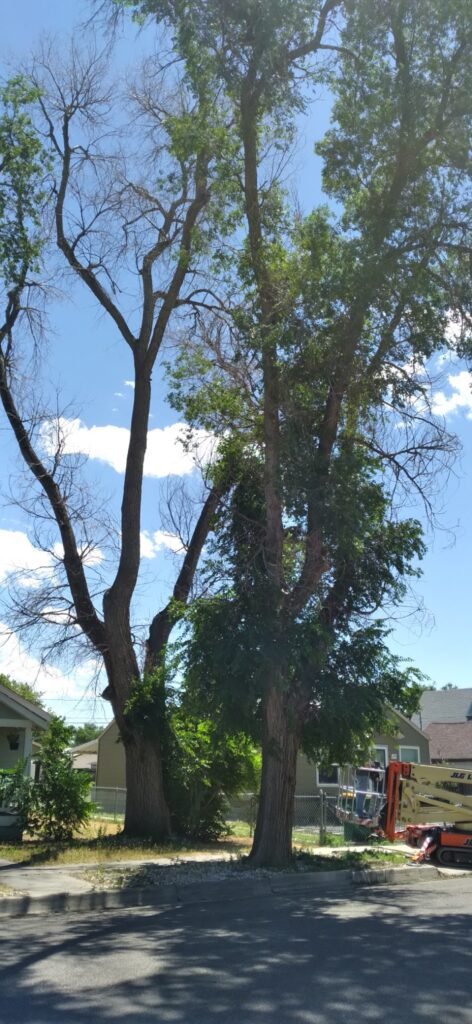 Large trees with a lift on the street