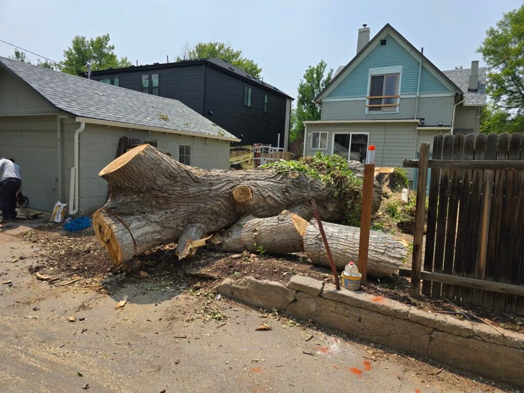 Felled trunk sections stacked by a fence