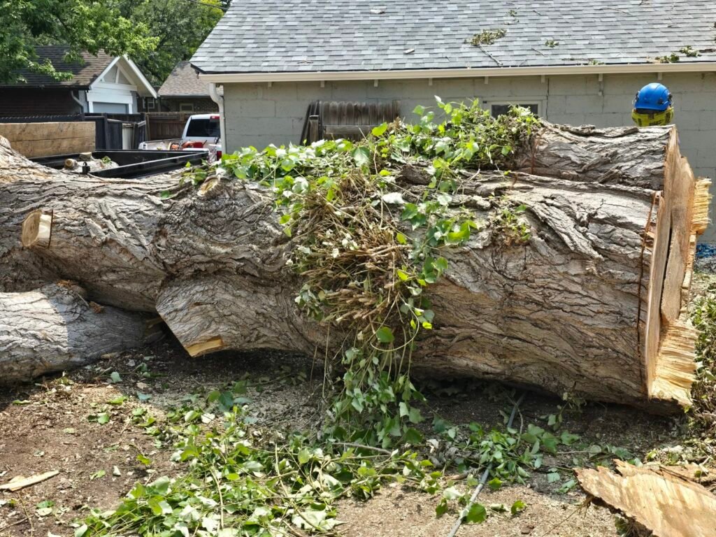Huge felled tree trunk sectioned for removal