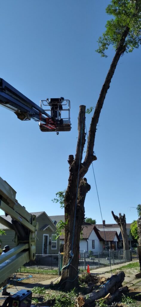 Arborist in a lift bucket working on a tree spar