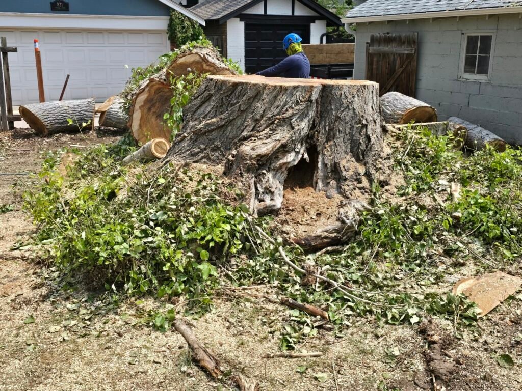 Massive stump with cut logs after a large removal