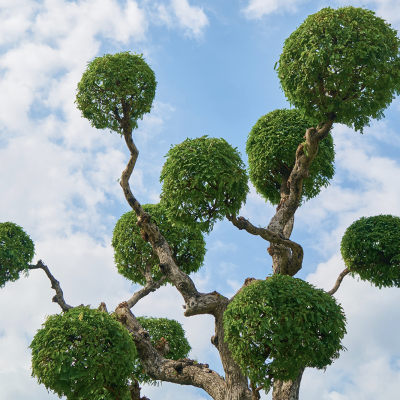 FIRE MITIGATION 10 Tree Trimming Denver