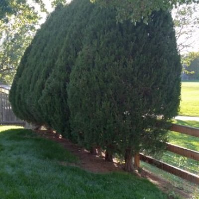 Commercial Tree Services 10 IMG_20241027_195404