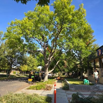 Tree Trimming And Pruning 11 IMG_20241027_195428