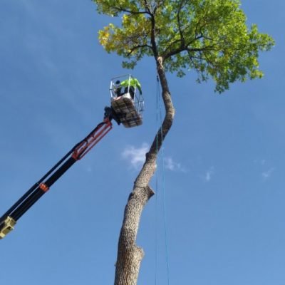 Tree Trimming And Pruning 12 IMG_20241027_195433