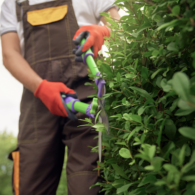 Tree trimming Service in Denver