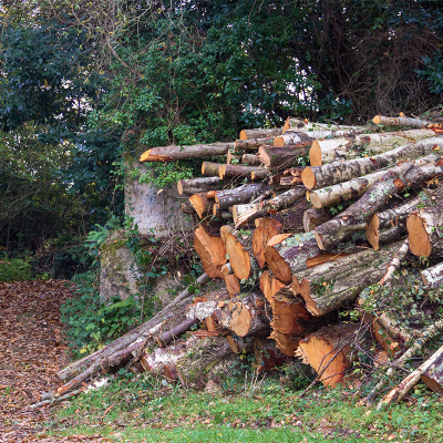 Emergency Tree Services 11 Tree-removal-service